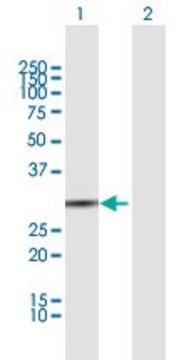 Anti-BPNT1 antibody produced in mouse purified immunoglobulin, buffered aqueous solution