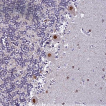 Anti-C2ORF49 antibody produced in rabbit Prestige Antibodies&#174; Powered by Atlas Antibodies, affinity isolated antibody, buffered aqueous glycerol solution