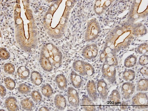 Anti-KLK2 antibody produced in mouse purified immunoglobulin, buffered aqueous solution