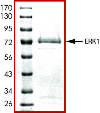 ERK1, active, GST tagged human PRECISIO&#174;, recombinant, expressed in E. coli, &#8805;70% (SDS-PAGE), buffered aqueous glycerol solution