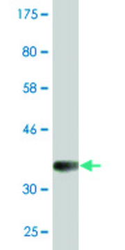 Monoclonal Anti-NELL2 antibody produced in mouse clone 1F6, purified immunoglobulin, buffered aqueous solution