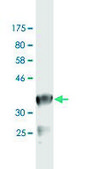 Monoclonal Anti-EWSR1 antibody produced in mouse clone 3A9, purified immunoglobulin, buffered aqueous solution