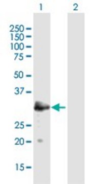 Anti-MAST4 antibody produced in mouse purified immunoglobulin, buffered aqueous solution