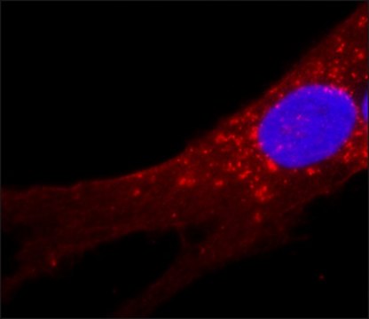 Monoclonal Anti-Fibroblast Surface Protein antibody produced in mouse clone 1B10, ascites fluid