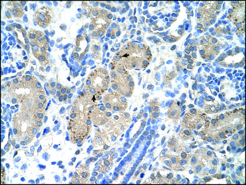 Anti-FOXR2 antibody produced in rabbit IgG fraction of antiserum