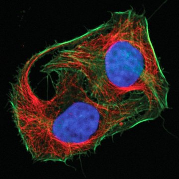 Mix-n-Stain&#8482; CF&#8482; 488A Antibody Labeling Kit (5-20&#956;g)