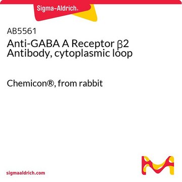 抗-GABA A受体&#946;2抗体，细胞质环 Chemicon&#174;, from rabbit