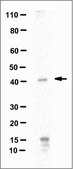 Anti-ISL-1 Antibody, clone 16E8.1 clone 16E8.1, 1 mg/mL, from mouse