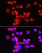 Anti-ENPP5 Antibody, clone 8I7C7, Rabbit Monoclonal