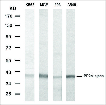 Anti-PPP2R2A antibody produced in rabbit affinity isolated antibody