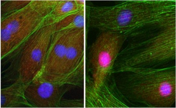 Anti-NRF-1 Antibody from rabbit