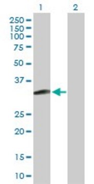 Anti-MAGEH1 antibody produced in rabbit purified immunoglobulin, buffered aqueous solution