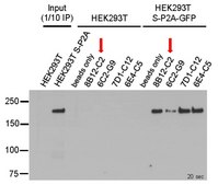 Anti-SARS-CoV-2 Spike RBD Antibody, clone 8B12-C2