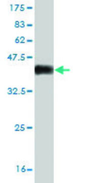 Monoclonal Anti-KCNQ4 antibody produced in mouse clone 2H6, purified immunoglobulin, buffered aqueous solution