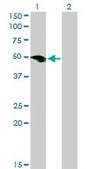Monoclonal Anti-SMOC1 antibody produced in mouse clone 8F10, purified immunoglobulin, buffered aqueous solution