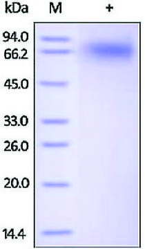 NTRK2/TRKB human recombinant, expressed in HEK 293 cells, &#8805;95% (SDS-PAGE)