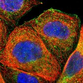 Anti-FMNL3 antibody produced in rabbit Prestige Antibodies® Powered by Atlas Antibodies, affinity isolated antibody, buffered aqueous glycerol solution