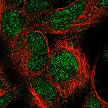 Anti-IMP3 antibody produced in rabbit Prestige Antibodies&#174; Powered by Atlas Antibodies, affinity isolated antibody