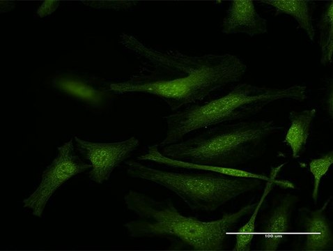 Anti-IFI35 antibody produced in rabbit purified immunoglobulin, buffered aqueous solution