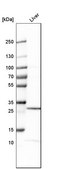 Anti-CLDN12 antibody produced in rabbit Prestige Antibodies® Powered by Atlas Antibodies, affinity isolated antibody, buffered aqueous glycerol solution
