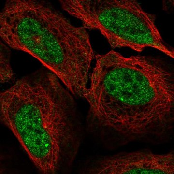 Anti-CCNA1 antibody produced in rabbit Prestige Antibodies&#174; Powered by Atlas Antibodies, affinity isolated antibody