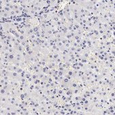 Anti-FAM122B antibody produced in rabbit Prestige Antibodies® Powered by Atlas Antibodies, affinity isolated antibody, buffered aqueous glycerol solution
