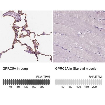 Anti-GPRC5A antibody produced in rabbit Prestige Antibodies&#174; Powered by Atlas Antibodies, affinity isolated antibody, buffered aqueous glycerol solution