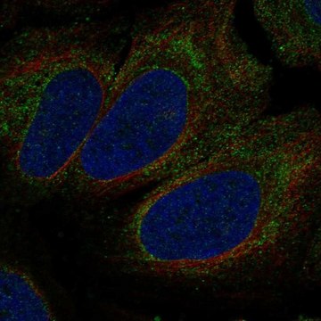 Anti-P2Rx1 Antibody Produced In Rabbit Prestige Antibodies&#174; Powered by Atlas Antibodies, affinity isolated antibody, buffered aqueous glycerol solution