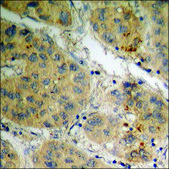 Anti-phospho-MDM2 (pSer186+Ser188) antibody produced in rabbit affinity isolated antibody