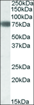 抗 EBF1 山羊抗 affinity isolated antibody, buffered aqueous solution