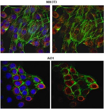 Anti-UVRAG Antibody from rabbit, purified by affinity chromatography