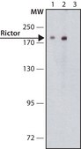 Anti-Rictor antibody produced in rabbit ~1-2 μg/mL, affinity isolated antibody