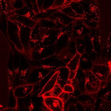 BioTracker NIR750 Cytoplasmic Membrane Dye Live cell imaging lipophilic carbocyanine membrane dye suitable for long-term fluorescent cell labeling and cell tracking studies.