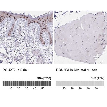 抗-POU2F3 兔抗 Prestige Antibodies&#174; Powered by Atlas Antibodies, affinity isolated antibody, buffered aqueous glycerol solution