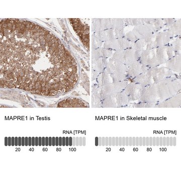 Anti-MAPRE1 antibody produced in rabbit Prestige Antibodies&#174; Powered by Atlas Antibodies, affinity isolated antibody, buffered aqueous glycerol solution