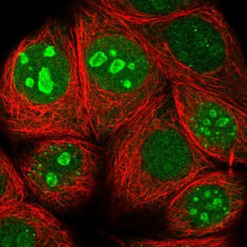 Anti-TMA7 antibody produced in rabbit Prestige Antibodies&#174; Powered by Atlas Antibodies, affinity isolated antibody, buffered aqueous glycerol solution