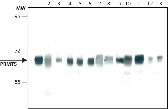 单克隆抗 PRMT5 小鼠抗 ~2&#160;mg/mL, clone PRMT5-21, purified immunoglobulin, buffered aqueous solution