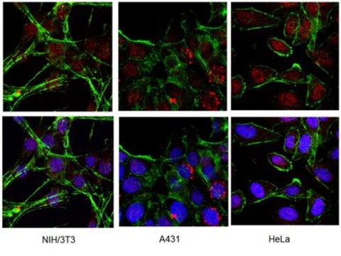 Anti-Spinocerebellar Ataxia Type 3 Antibody, clone 1H9 ascites fluid, clone 1H9, Chemicon&#174;