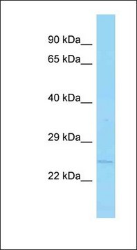 Anti-APH1B antibody produced in rabbit affinity isolated antibody