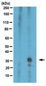 Anti-C9ORF72/C9RANT (poly-GP) Antibody from rabbit