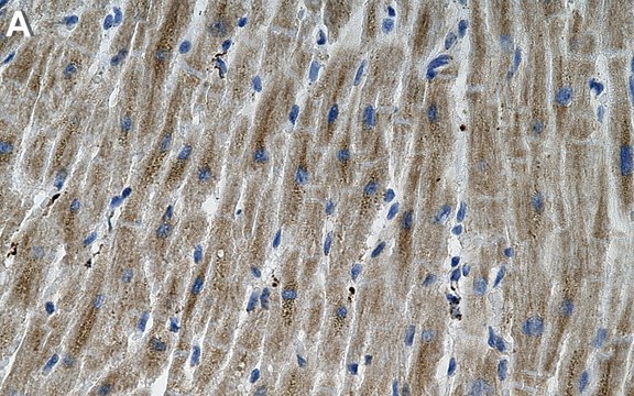 Anti-Mitofilin Antibody, clone 1G19 ZooMAb&#174; Rabbit Monoclonal recombinant, expressed in HEK 293 cells