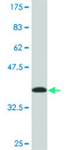Monoclonal Anti-NARF antibody produced in mouse clone 7D9, ascites fluid