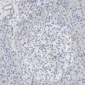 Anti-ECHDC2 antibody produced in rabbit Prestige Antibodies® Powered by Atlas Antibodies, affinity isolated antibody, buffered aqueous glycerol solution, Ab1