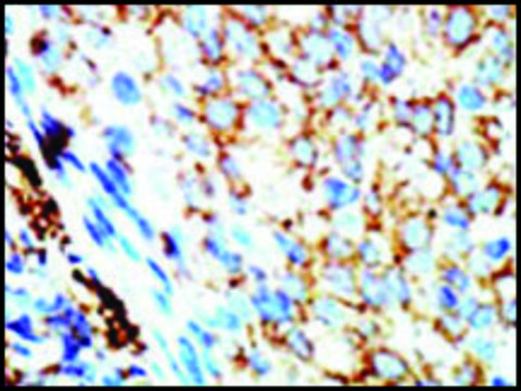 Anti-NME4 (C-term) antibody produced in rabbit IgG fraction of antiserum, buffered aqueous solution