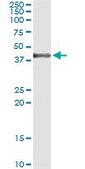Monoclonal Anti-MAPK13 antibody produced in mouse clone 3H7, purified immunoglobulin, buffered aqueous solution