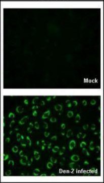 抗-NS1 兔抗 affinity isolated antibody, buffered aqueous solution