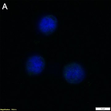 Anti-TNF&#945; Antibody, clone 2E3 ZooMAb&#174; Rabbit Monoclonal recombinant, expressed in HEK 293 cells