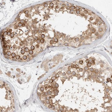 Anti-HDAC6 antibody produced in rabbit Prestige Antibodies&#174; Powered by Atlas Antibodies, affinity isolated antibody, buffered aqueous glycerol solution, Ab2