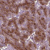 Anti-CD109 antibody produced in rabbit Prestige Antibodies® Powered by Atlas Antibodies, affinity isolated antibody