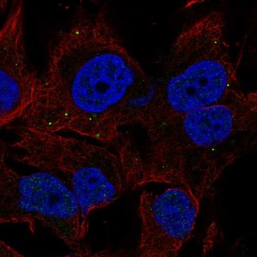 Anti-Borcs7 Antibody Produced In Rabbit Prestige Antibodies® Powered by Atlas Antibodies, affinity isolated antibody, buffered aqueous glycerol solution